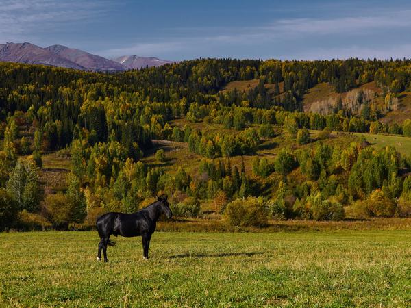 Конь на осеннем лугу у тайги