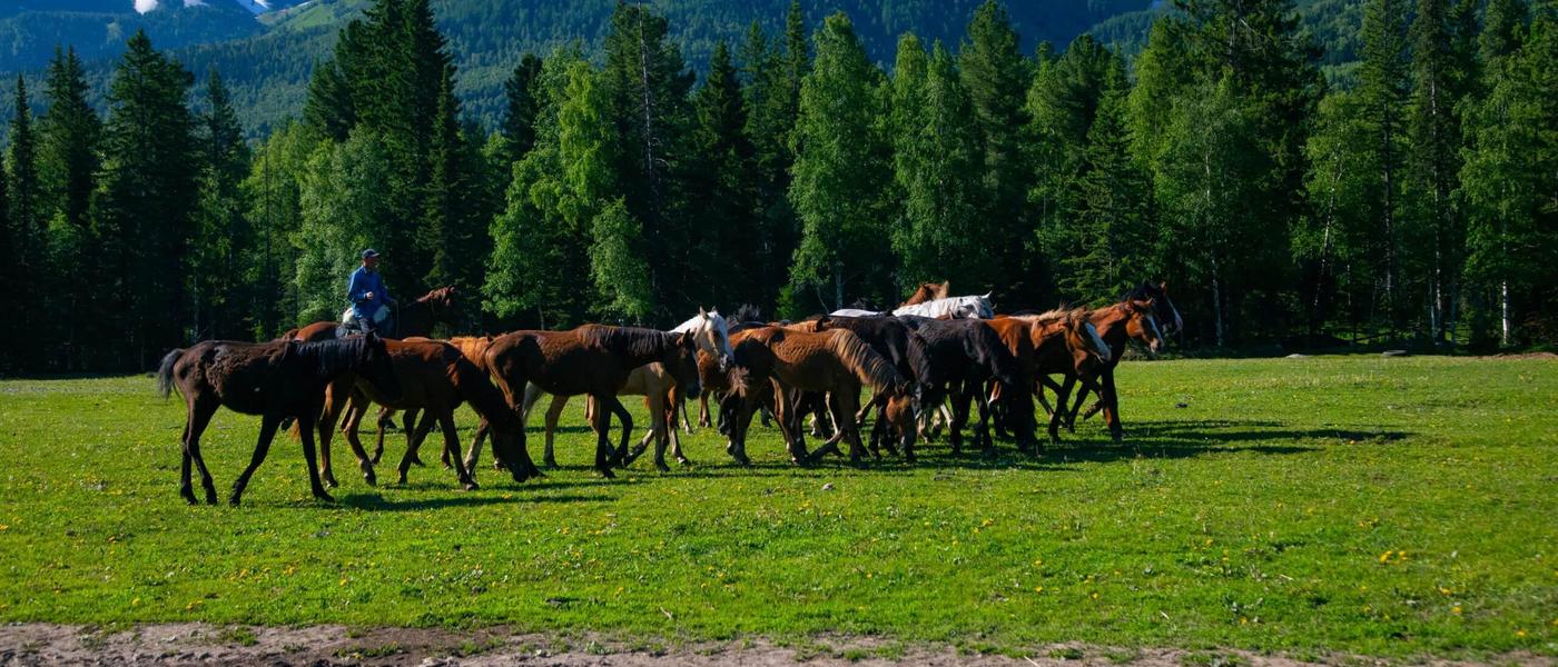 Табун лошадей под горами