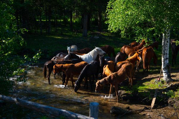 Табун на водопое у реки